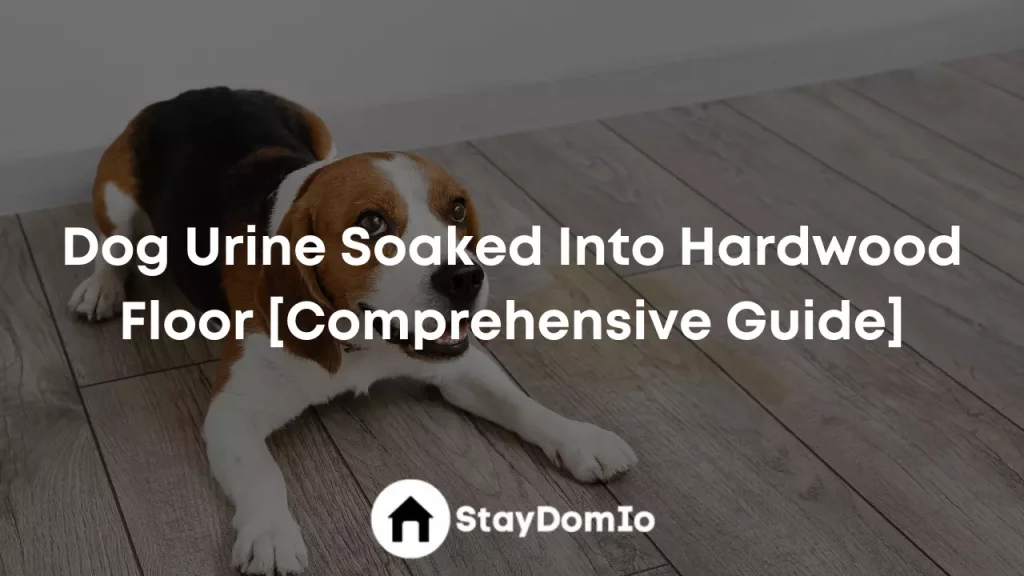 Dog Urine Soaked Into Hardwood Floor [Comprehensive Guide]