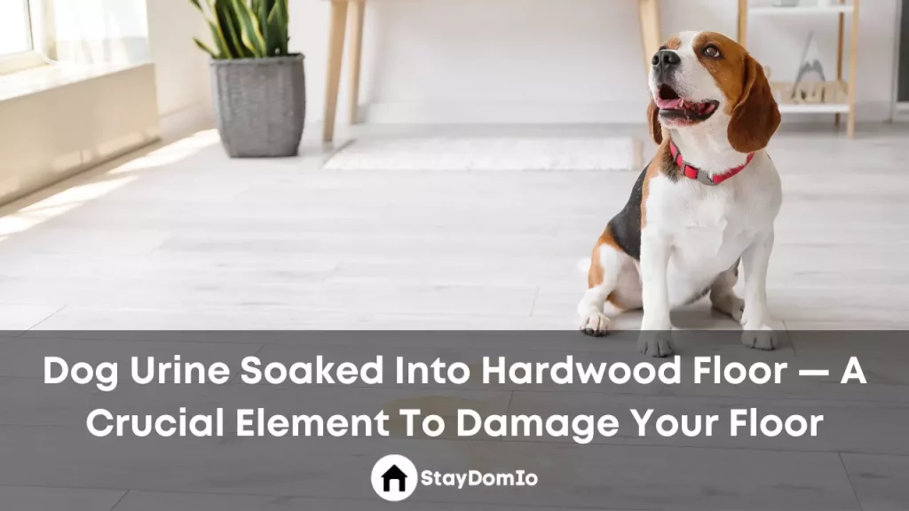 Dog Urine Soaked Into Hardwood Floor - A Crucial Element To Damage Your Floor