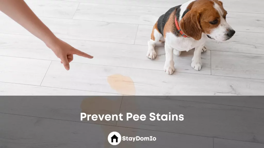 Prevent Pee Stains